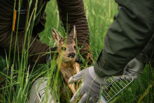 Plzeňský kraj pomůže zachraňovat srnčata. Dobrovolníci dostanou 100 tisíc na drony
