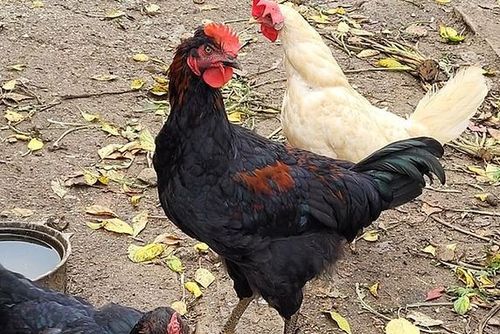 Ptačí chřipka udeřila v Jindřiši na Jindřichohradecku