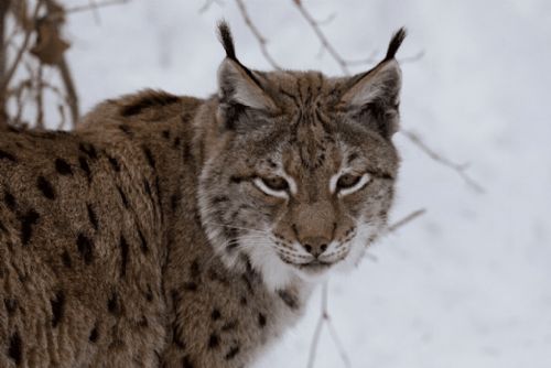 Rysi opět obsazují Šumavu, monitoring potvrdil rekordních 27 jedinců