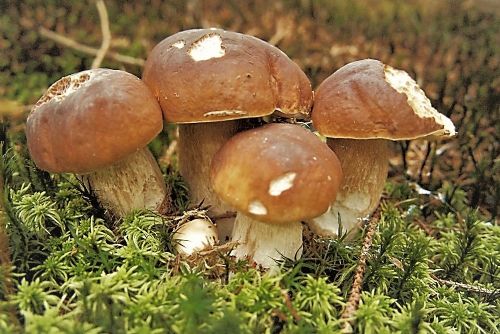 Houbařská sezona ještě není ztracená. Deště probouzejí podhoubí, plné košíky může přinést září