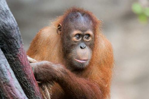 Tragická událost v Zoo Praha: mladý orangutan Kawi přišel o život