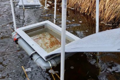 Vědci zjistili zbytky psychoaktivních léků v jikrách a plůdku pstruhů