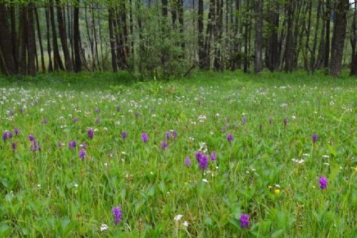 Vzácné slatiniště v Českém lese je téměř pětkrát větší. Chrání orchideje i ohroženého motýla