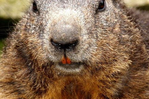 Zaostřeno na bobra. Putovní výstava v Bělé nad Radbuzou přibližuje „architekta krajiny“