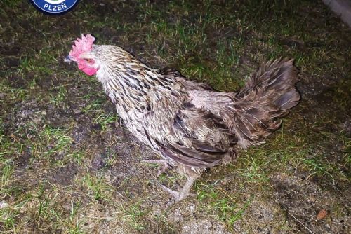 Zatoulaná slepice Lída skončila v útulku