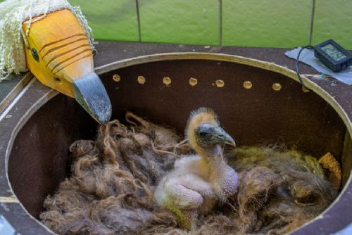 Zoo Praha odchovala supa mrchožravého Kaliho. Pěstounka i maňásek pomohli zabránit jeho navyknutí na člověka