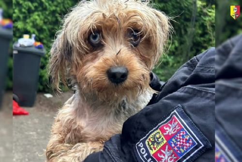 165 psů z Mladoboleslavska stále čeká na rozhodnutí úřadů. Útulky v Praze i okolí volají po rychlejších adopcích