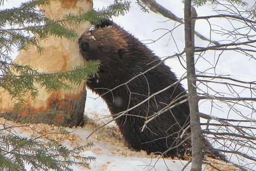 Bobři se šíří po Vltavě. Obce řeší škody na zahradách i pomalé povolování zásahů