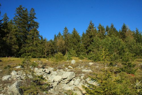 Vrch Kočka v Brdech získal status přírodní památky, ukrývá unikátní fosilie