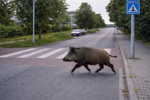 Divočáci v ulicích a zahradách. Úlovek se vyplatí, Plzeň dá 3 000 korun za kus