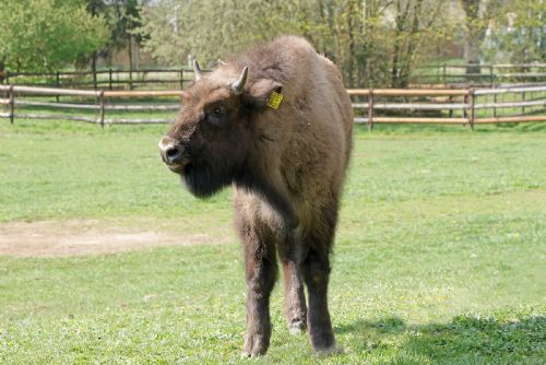 Do plzeňské zoo dorazila nová zubří slečna. Valendra posílí stádo evropských obrů
