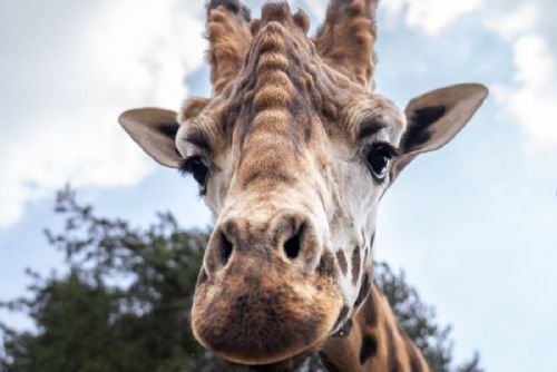 Do Zoo Praha dorazil nový samec žirafy núbijské Finn, stádo má opět devět jedinců