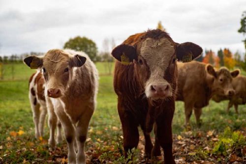 Farmář Herot bojuje proti slintavce: Přísná opatření a farmu uzavřel veřejnosti