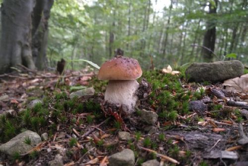 Na houbovou sezónu si ještě počkáme - vláha je, ale plodnice chybí