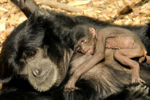 Nový siamang v olomoucké zoo: naděje pro ohrožené gibony