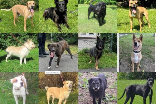 Ostravský útulek hledá nové domovy pro štěňata a žádá o pomoc s krmivem