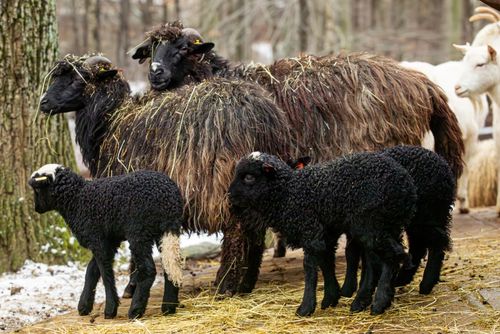 Pět barevných jehňat rozzářilo Zoo Ostrava