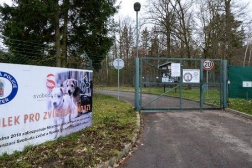 Plzeň přispívá 1000 Kč na kastraci útulkových koček