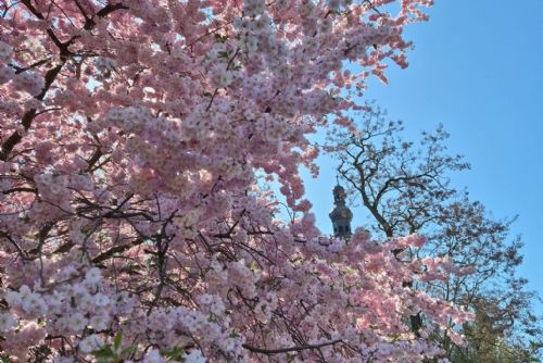 Plzeň se zbarvila do růžova. Sakury rozkvetly a lákají na krátkou jarní podívanou