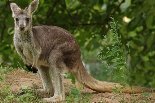 Plzeňská zoo poprvé chová klokany horské. Jedna ze samic přivezla i mládě