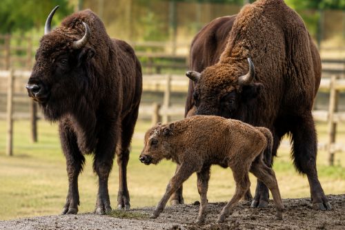 Plzeňská zoo slaví nový přírůstek. Malý zubr evropský dostal tradiční jméno Onzu