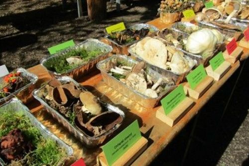 Plzeňské arboretum dnes láká na výstavu hub s odborným výkladem