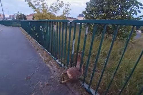 Plzeňští strážníci vysvobodili srnce heverem