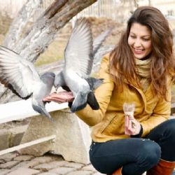 Praha 4 upozorňuje na zákaz krmení holubů u Budějovické, hrozí pokuty až 30 tisíc korun