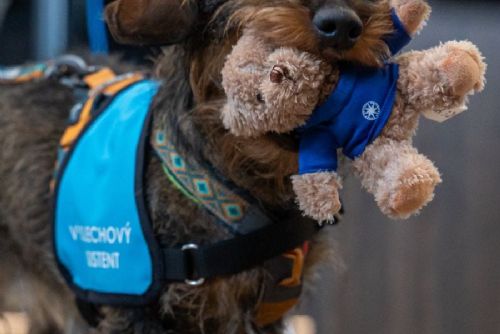 Psi u výslechů v Praze: policie testuje projekt Výslechový asistent