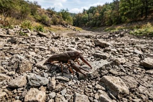Sucho ohrožuje raky. Odborníci varují před jejich přenášením mezi potoky a rybníky