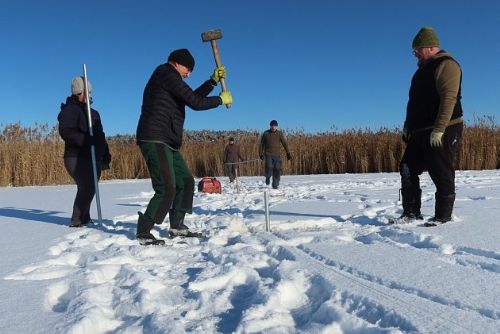 U Líní vznikl díky zamrzlému rybníku ostrůvek pro racky
