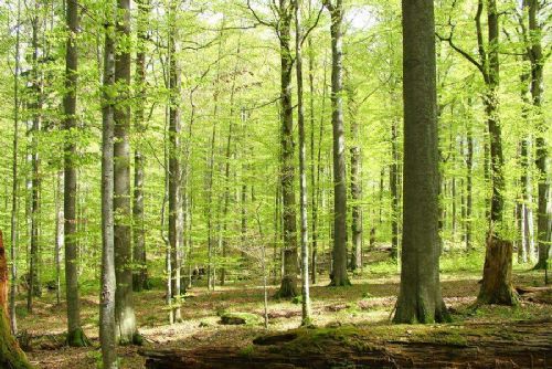 Žofínský prales se rozšířil na 441 hektarů. Novou ochranu získaly také Trkmanské louky a Lipka