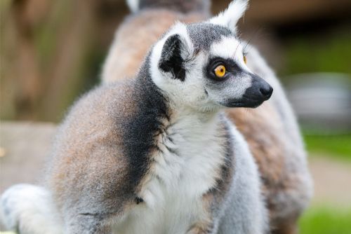 Zoo Plasy pořádá veřejnou sbírku na tepelné čerpadlo pro exotické expozice