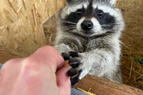 Zoo Tábor získala výjimku pro chov a rozmnožování mývalů severních