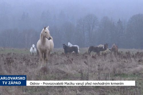 Ostrov: Provozovatelé Macíku varují před nevhodným krmením (TV Západ)