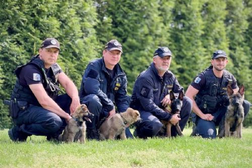 Budoucí policejní psi pro Moravskoslezský kraj: Fulla, Unir, Xilox a Ypex zahajují výcvik