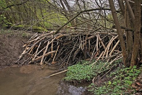 Chválenice testují revoluční úpravu bobří hráze