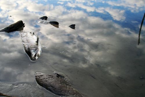 Firma Energoaqua dostala pokutu 5 milionů za otravu Bečvy