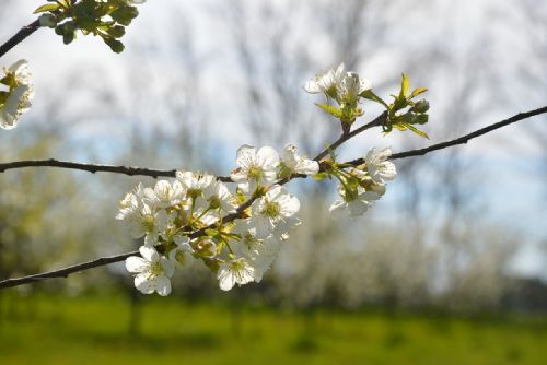 Jarní mrazy zdecimovaly úrodu jablek, škody za 1,3 miliardy Kč