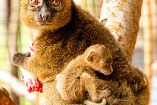 „Ostravská zoo vítá narození lemurů širokonosých“