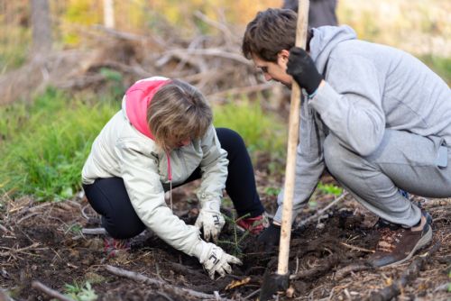 Plzeň vysadí  mezi Zbůchem a Bušovicemi 140 tisíc stromků