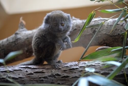 Plzeňská zoo se stala světovým lídrem v chovu vzácných lemurů rákosových