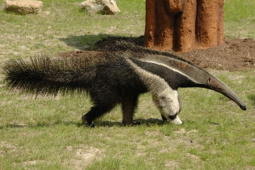 Poslední mládě roku v ZOO na Svatém Kopečku - mravenečník čtyřprstý