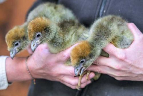 Pražská zoo triumfuje: čáji obojková opět mezi námi po 40 letech!