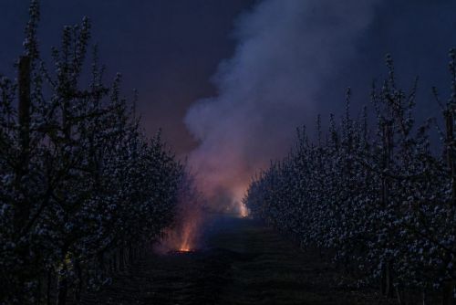 Sadaři ve Vranově bojovali s mrazem mlhou i kouřem. Jabloně chránili celou noc