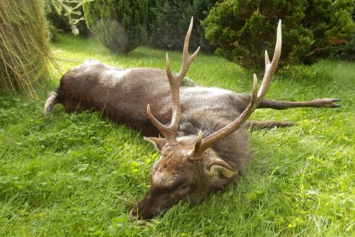 Tachovský myslivec ulovil jelena na černo, uhradil škodu a přišel o zbroják