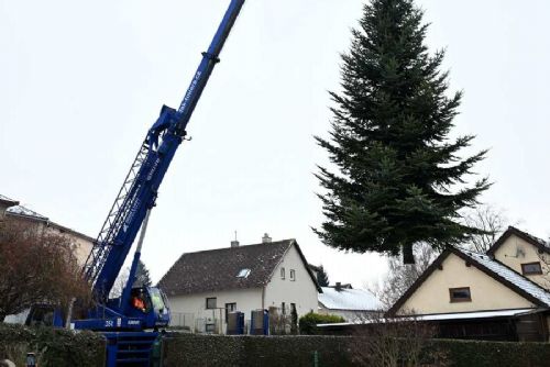 Vánoční strom z Vysočiny opět poputuje do Nizozemí