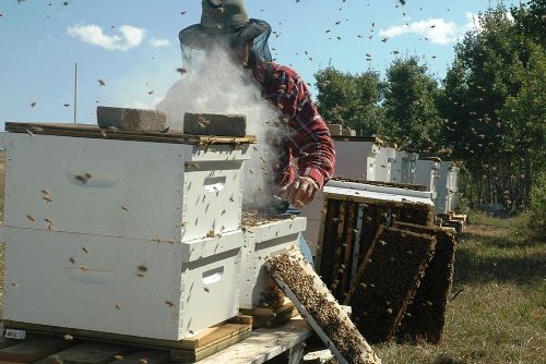 Varroáza ohrožuje včelstva - včasné kontroly jsou klíčové