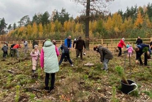 Zábělský Den pro les - 150 dobrovolníků zasadilo 4 000 borovic
