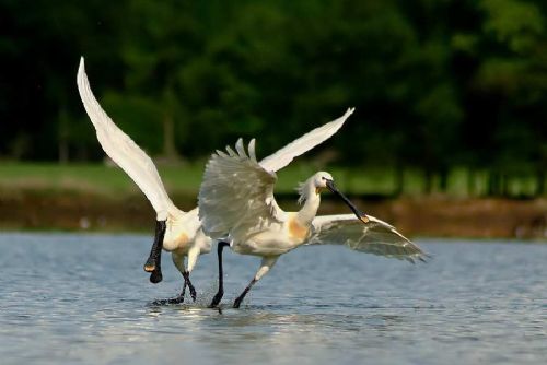Živé kamery z ostrůvku Nový Vrbenský ukazují hnízdění vzácných ptáků
